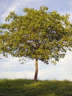 Elemental Blog Photo